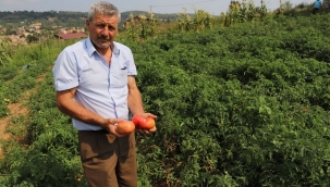 130 yıllık tohumlar Çınardibi’ne emanet!