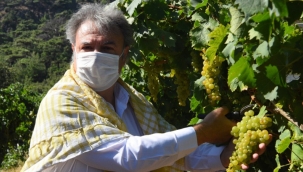 Bornova Misket Üzümü'nde hasat bereketi