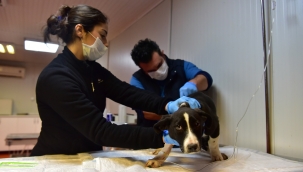 Bornova, pandemide de can dostlarına kucak açıyor!