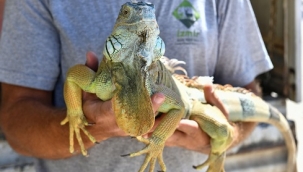 Büyükşehir Tarsus'a 57 yaban hayvanı gönderdi
