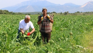 Çeşme Belediyesi ‘Tarla’dan Sofraya Projesi’ ile bir ilke imza attı