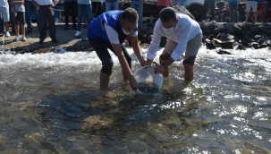 Dikili’de yavru balıklar denizle buluştu!