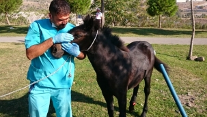 Haluk Levent devreye girdi, İzmir'de yaralı yılkı atı kurtarıldı!