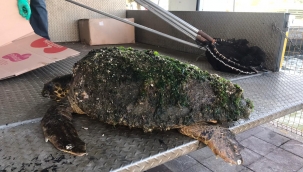İzmir'de yaralı bulunan caretta caretta tedavi altına alındı