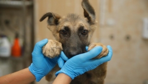 Konak Belediyesi'nden kısırlaştırma rekoru