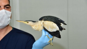 Soyu tükeniyordu... Narlıdere'de bulundu!