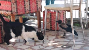 8 yıldır kedilerle yaşayan karga miyavlamayı öğrendi!