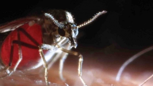 Adana’da ‘kör eden’ sinek tehlikesi