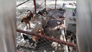 Dalyan'da 'kaçak' barınak bilmecesi