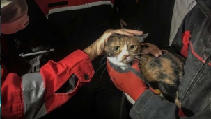 Enkaz altındaki kediyi K9 köpeği kurtardı!