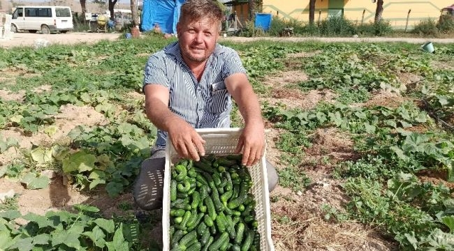 İkinci ürün salatalıkta son günler