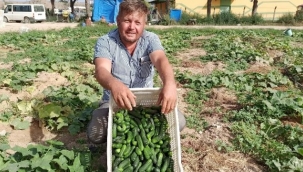 İkinci ürün salatalıkta son günler