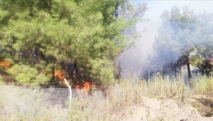 İskenderun'da orman yangını