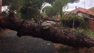 İzmir'de ağaçlar ve elektrik direği yola devrildi