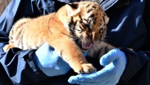 İzmir Doğal Yaşam Parkı'nda üç yavru kaplan daha doğdu