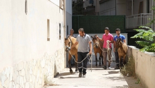Karşıyaka'da atlar artık 'başıboş' kalmayacak!