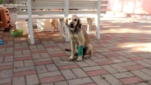 Katlettikleri her köpek için 1902 TL ödeyecekler