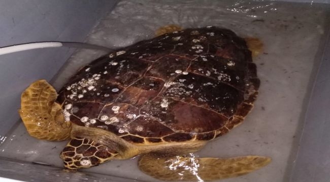 Körfez'de bulunan caretta ceratta DEKAMER'e gönderildi
