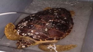 Körfez'de bulunan caretta ceratta DEKAMER'e gönderildi