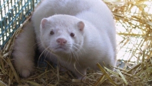 Koronavirüste ağır bilanço: 2,5 milyon vizon öldürülecek