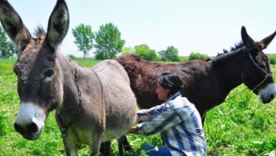 Litresi 100 liraya satılan eşek sütünde ölüm riski 