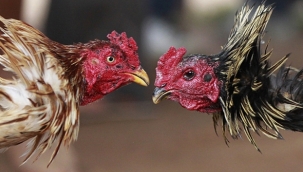 Polis memuru horoz tarafından öldürüldü