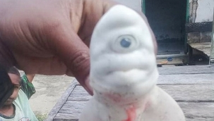 Tek gözlü köpekbalığı görenleri şaşkına uğrattı!