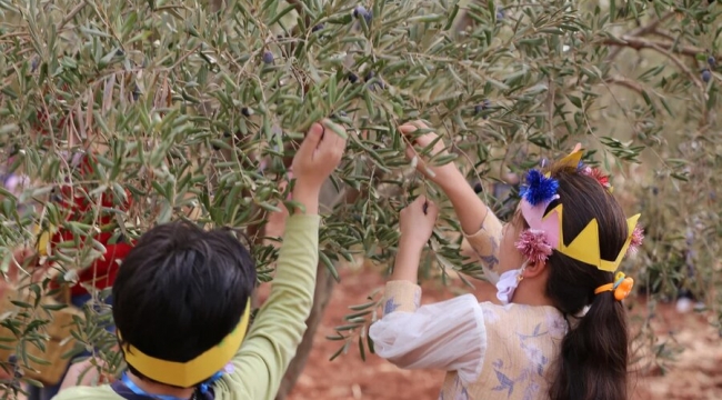 Yetim çocuklar barış ve kardeşlik için zeytin topladı