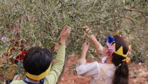 Yetim çocuklar barış ve kardeşlik için zeytin topladı