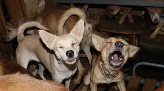 30 metrekarelik evde 164 köpekle yaşıyorlar