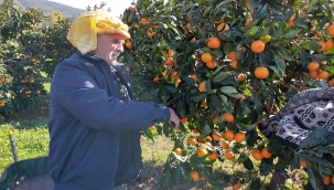 Büyükşehir sineği kovdu, mandalina değerlendi