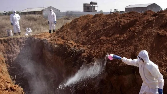 Hollanda'da kuş gribi yayılıyor: İnsanlara bulaşabilir