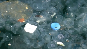 İstanbul Boğazı'nı denizanaları bastı