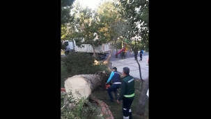 İzmir simgesini kaybediyor! Bir haftada 22 palmiye kesildi