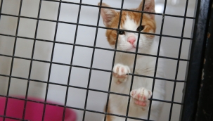 Depremzede kediler Konak'ta yeni ailelerini bekliyor!