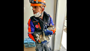 Rıza Bey Apartmanı'nda kalan kedi, 70 saat sonra enkazdan çıkarıldı