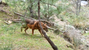 Tedavisi yapılan çakal doğaya bırakıldı
