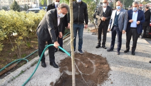 800 zeytin fidanı daha toprakla buluştu 