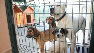 Balçova’nın can dostları emin ellerde 