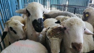 Bergama'da sanayi esnafı, kurban kesip Kovid-19'un sona ermesi için dua etti 