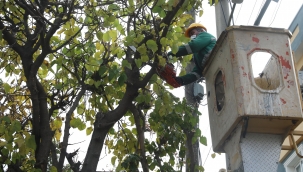 Buca’nın ağaçlarına kışlık önlem 