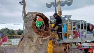Büyükşehir'den anıt ağaçlara gençlik aşısı!