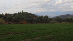 Büyükşehir'den 'İklim Dostu Yem Projesi' 