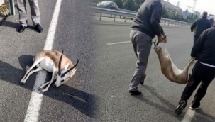 Çarptıkları ceylanı alarak kayıplara karışmışlardı! İki şüpheli yakalandı