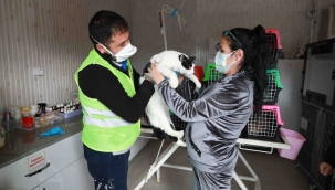 Depremzede kediler AHBAP'ın çiftliğine emanet