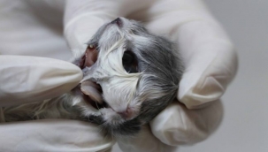 Gaziantep'te kedi çift başlı doğdu!