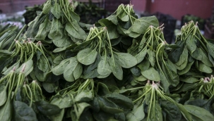 Ispanağın kilosu 4 liraya dayandı!