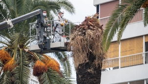 İzmir'de imha edilen palmiye ağaçları için Büyükşehir'den açıklama!