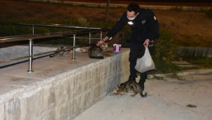 İzmir polisinden örnek davranış: Aç kalan hayvanları elleriyle besledi