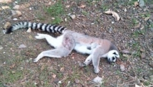 İzmir'de şaşırtan görüntü! Ormanlık alanda ölü bulundu